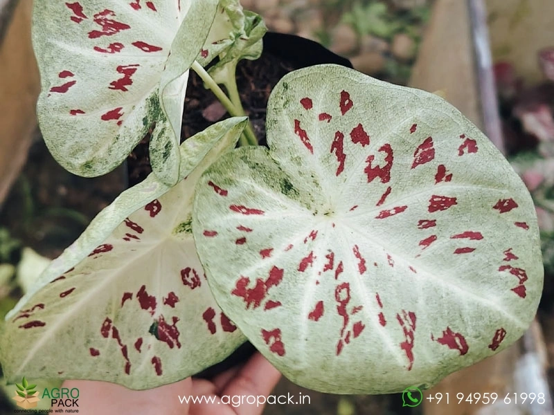 Caladium11
