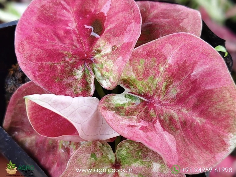 Caladium14