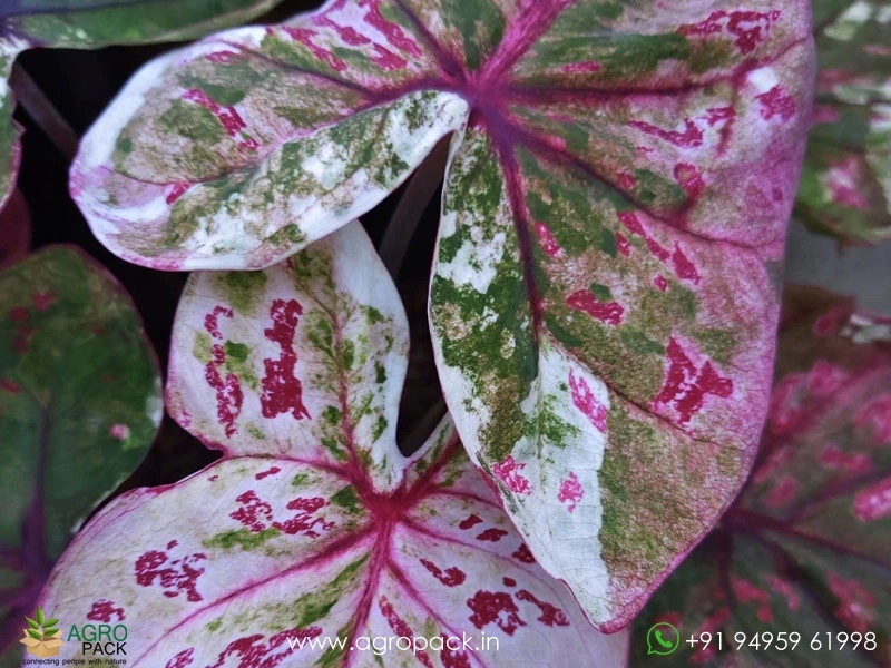 Caladium19