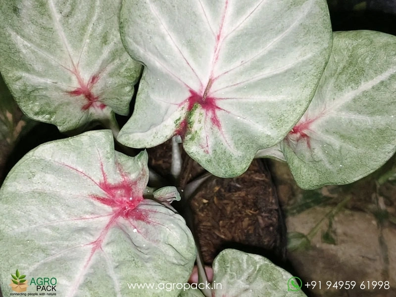 Caladium5