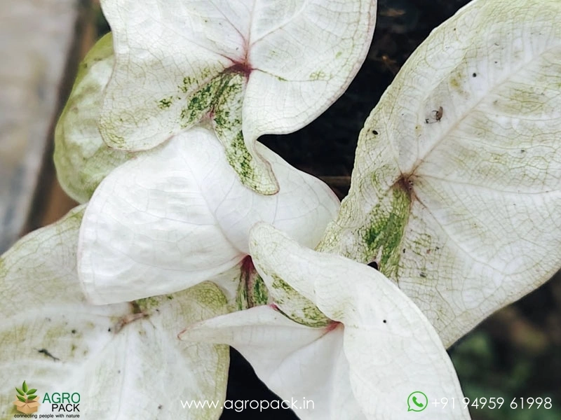 Caladium8