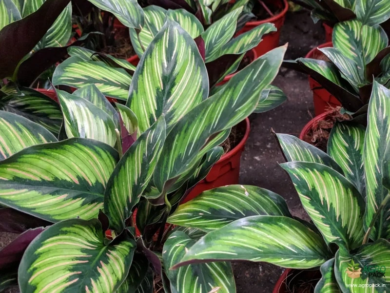 Calathea-Beauty-Star2