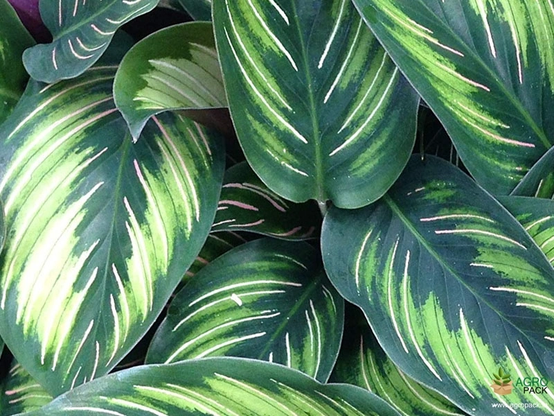 Calathea-Beauty-Star3