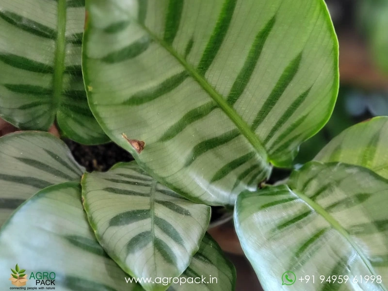 dracaena marginata substrat Live Small size Dracaena Marginata main image 1