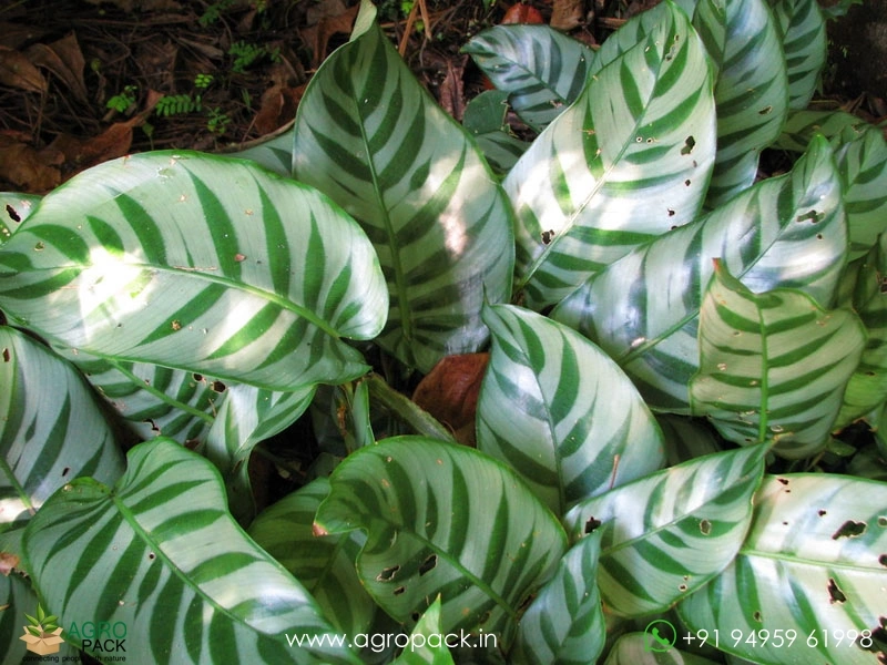 Calathea Bella Carlina Plant For Sale In India | Online plant nursery
