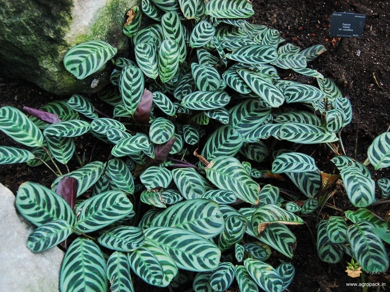 Calathea-Burle-Marxii-Plant2