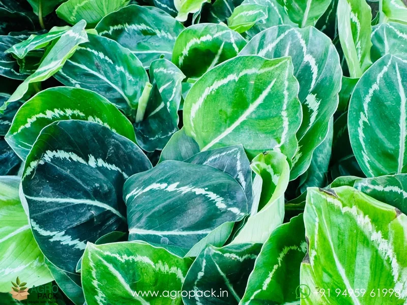 Calathea-Green-Lipstick1