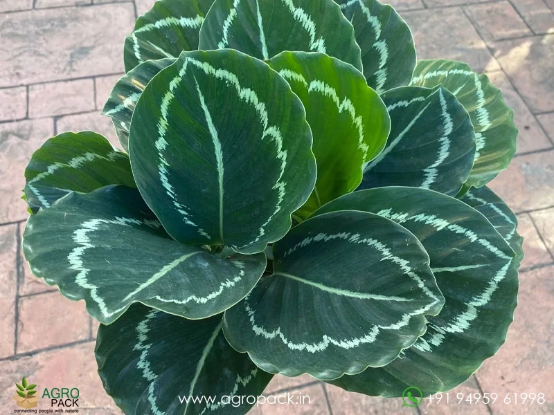 Calathea-Green-Lipstick5
