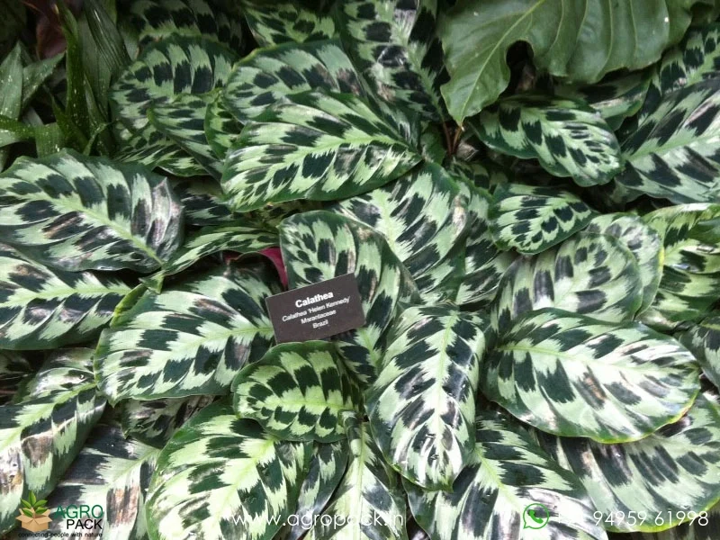 Calathea Helen Kennedy Plant For Sale In India | Online plant nursery