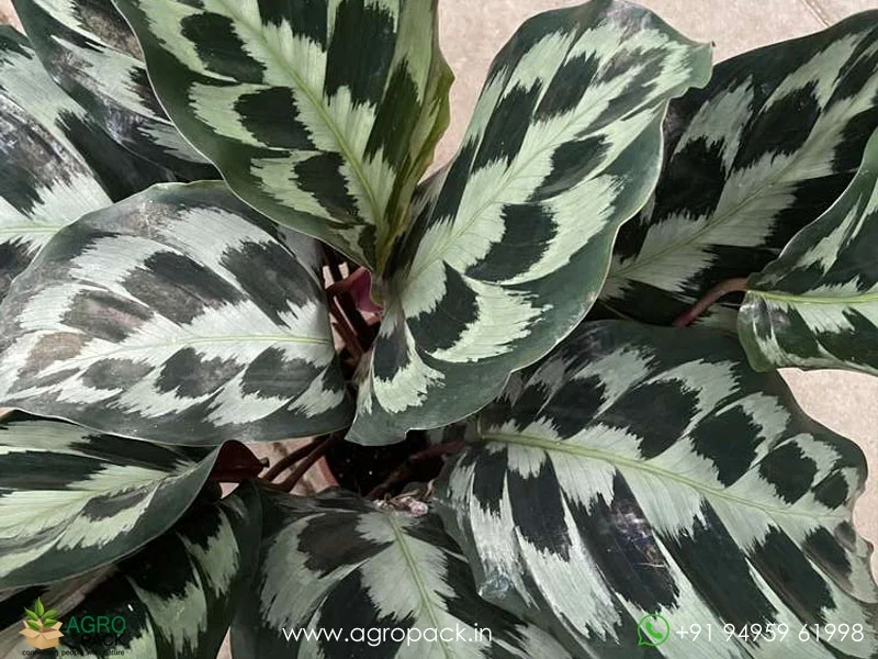 Calathea-Helen-Kennedy4