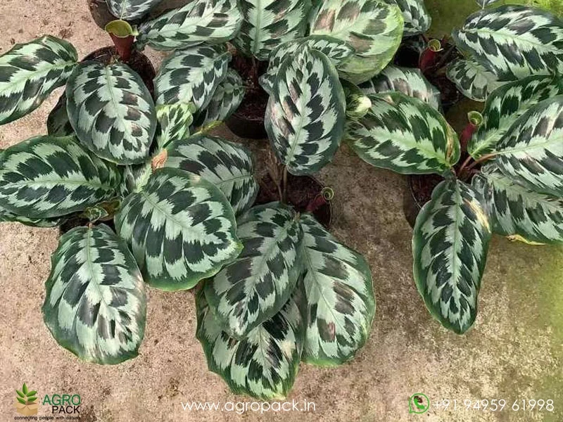 Calathea Helen Kennedy Plant For Sale In India | Online plant nursery