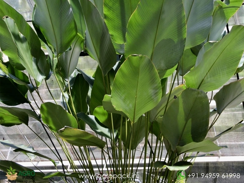 Calathea-Lutea2
