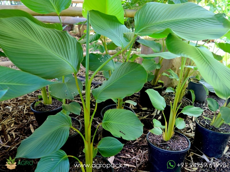 Calathea-Lutea4