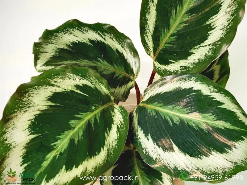 Calathea-Marion3