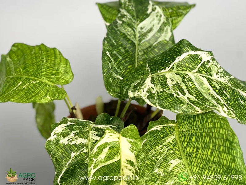 Calathea-Musaica-Variegated1