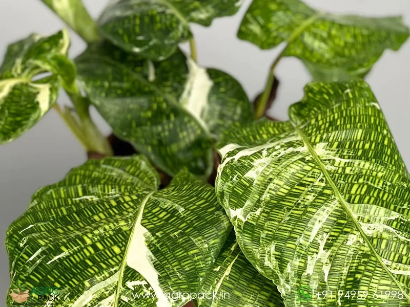 dracena deremensis compacta Lakpura® Dracaena Purple Compacta Leaves - Medium