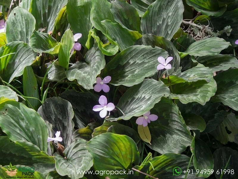 Calathea-Peacock-Ginger1