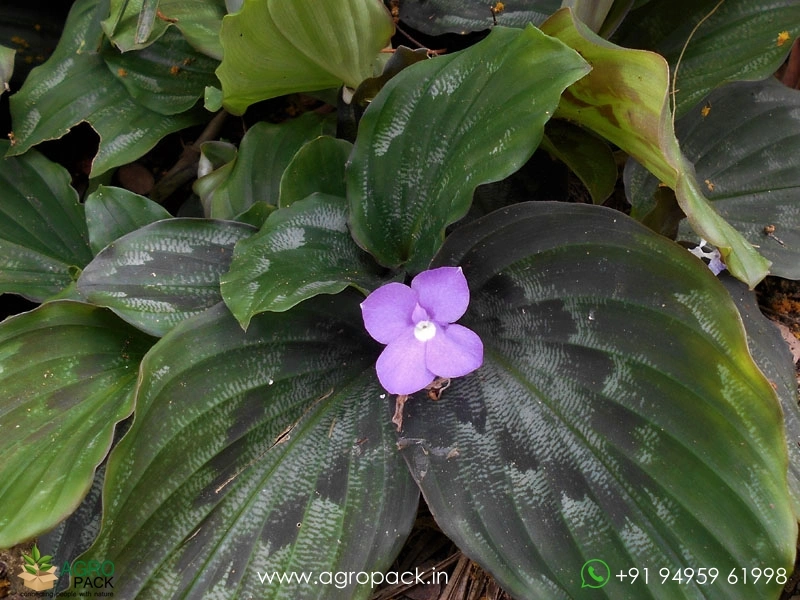 Calathea-Peacock-Ginger2