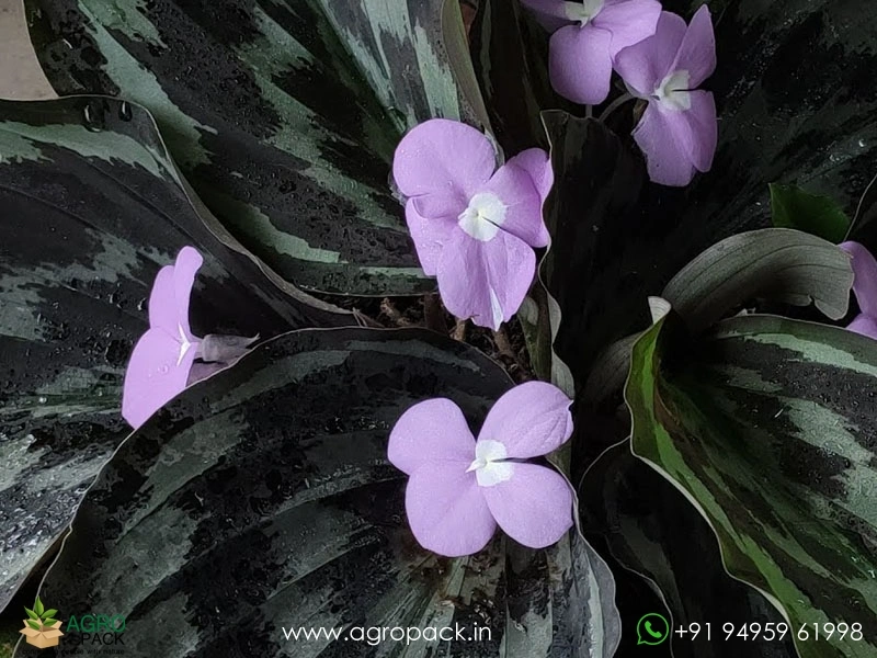 Calathea-Peacock-Ginger3