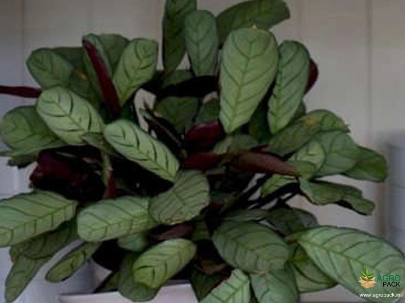 Calathea-Prayer-Plant3