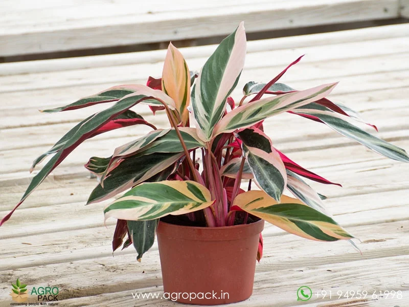Calathea-Stromanthe-sanguinea-Triostar4
