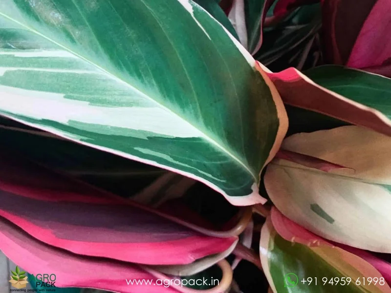 Calathea-Stromanthe-sanguinea-Triostar6