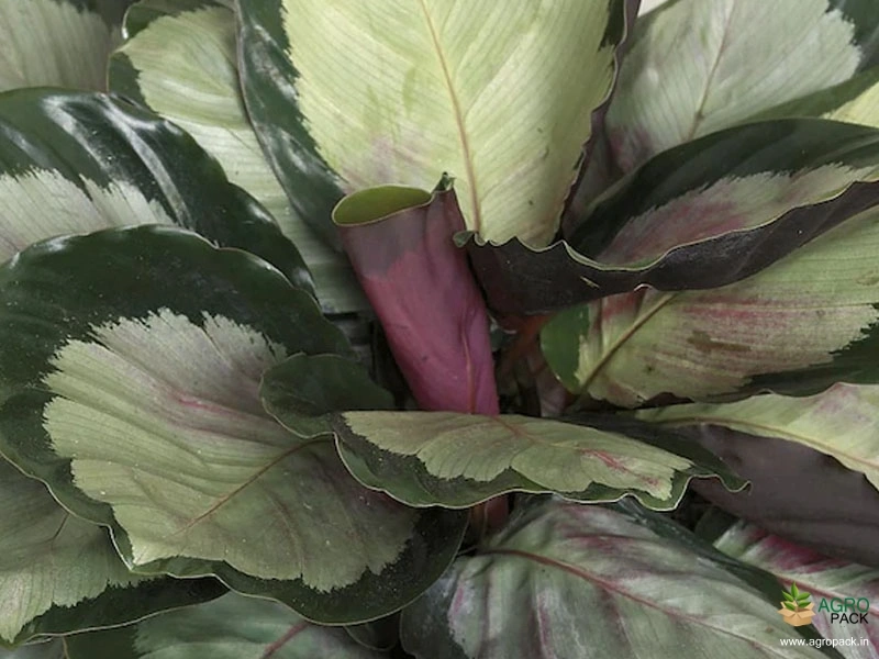Calathea-Variegated-Corona-Prayer-Plant1