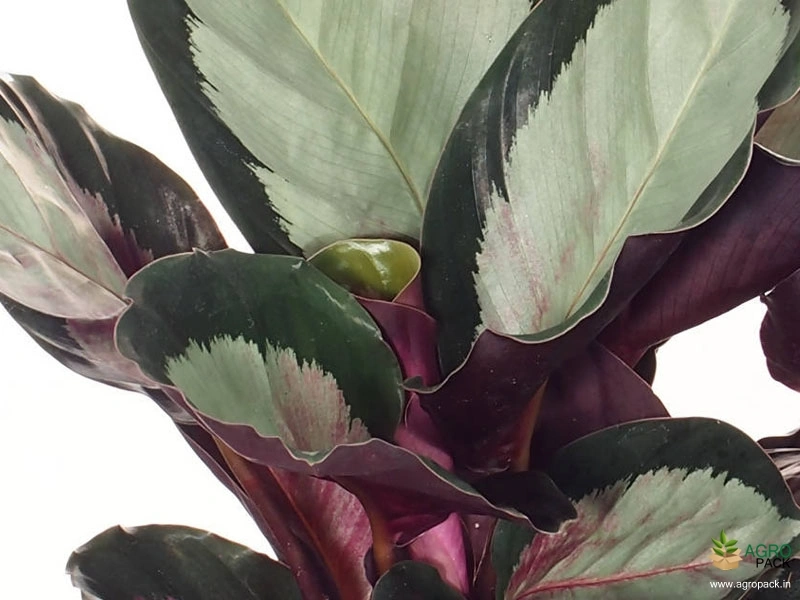 Calathea-Variegated-Corona-Prayer-Plant2