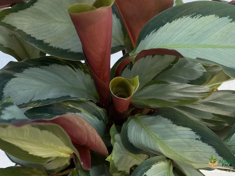 Calathea-Variegated-Corona-Prayer-Plant3