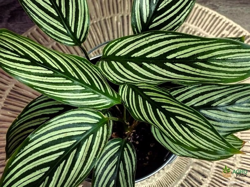Calathea-Vittata1