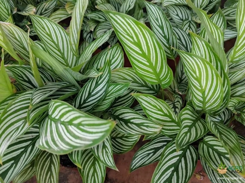 Calathea-Vittata3