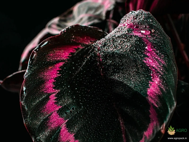 Calathea-dottie2