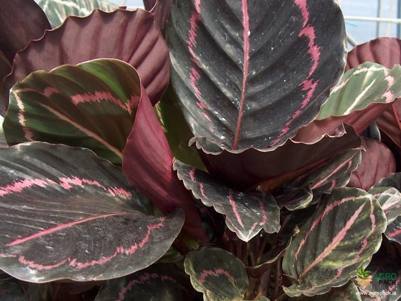 Calathea-dottie3
