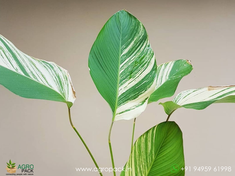 Calathea-lutea-Variegated1