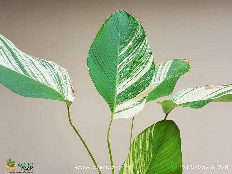 Calathea lutea Variegated Plant For Sale In India | Online plant nursery