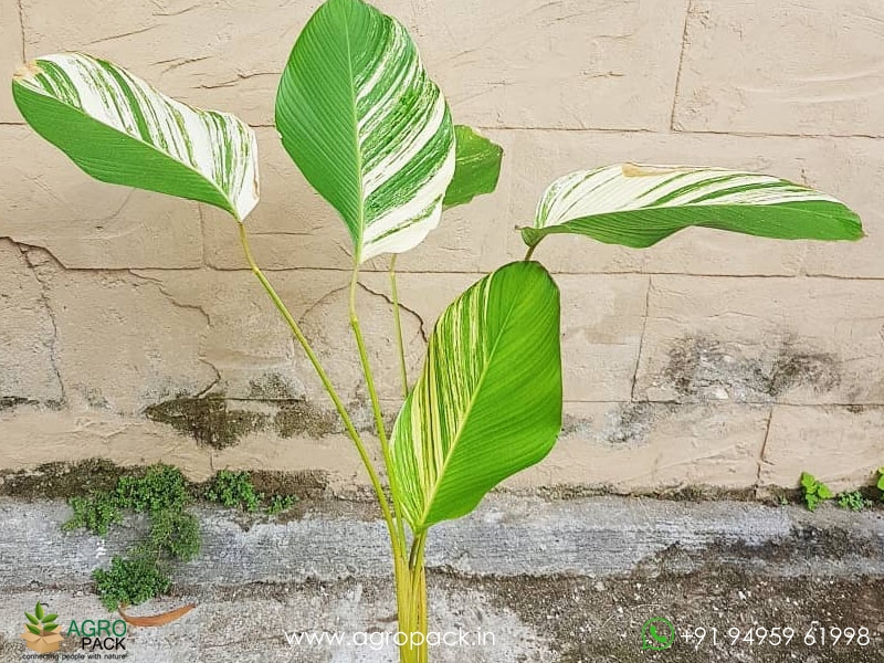 Calathea-lutea-Variegated2