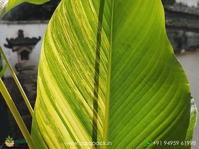 Calathea-lutea-Variegated3