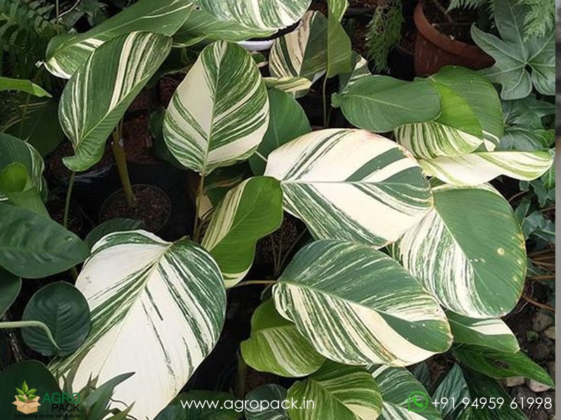 Calathea-lutea-Variegated4