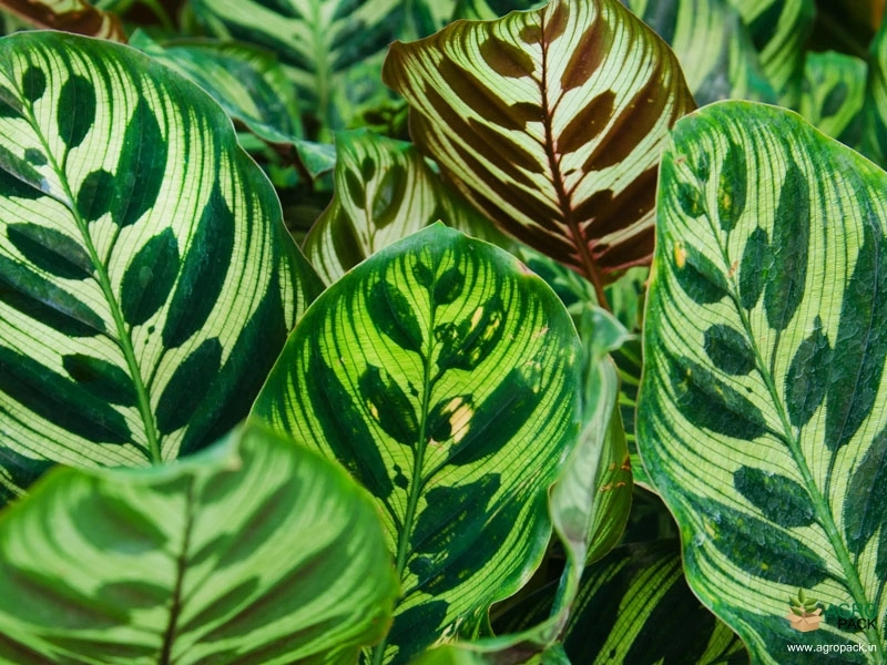 Calathea-makoyana1