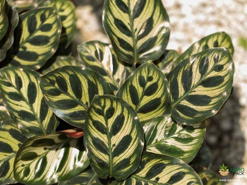 Calathea-makoyana3