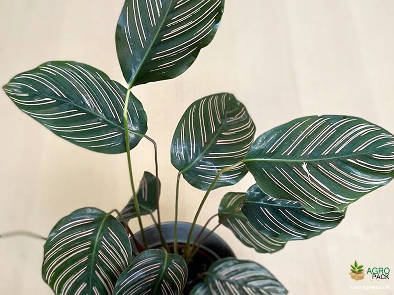 Calathea-ornata1