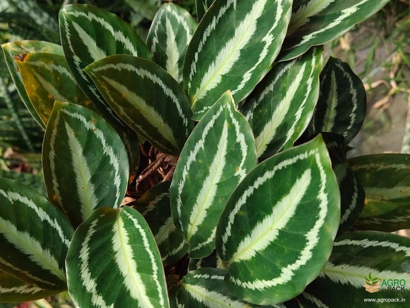 Calathea-picturata-vandenheckei1