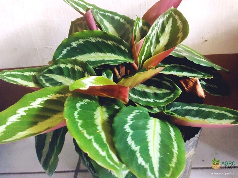 Calathea-picturata-vandenheckei2