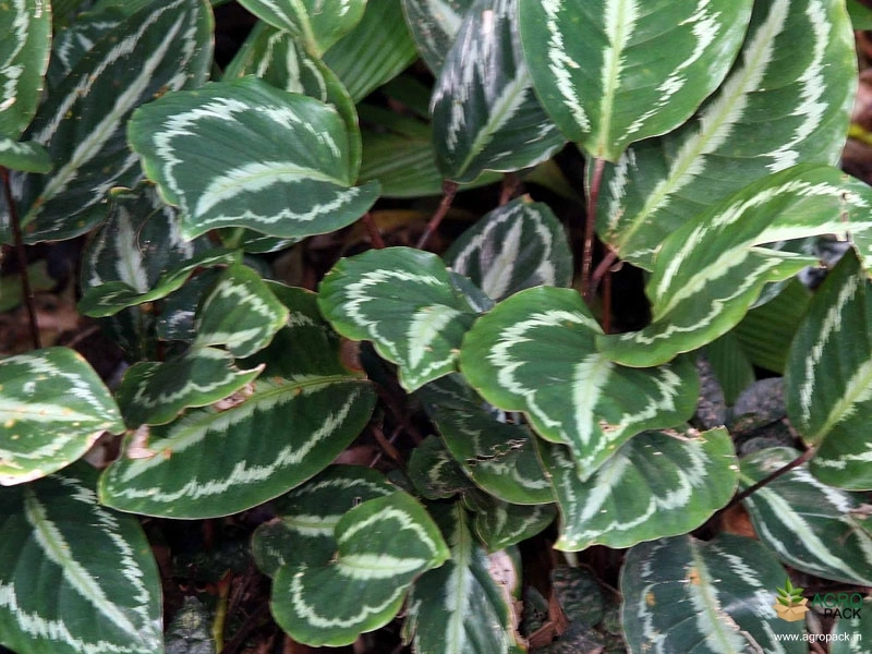 Calathea-picturata-vandenheckei3