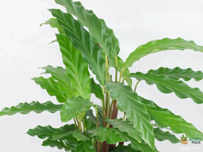 Calathea-rufibarba-Green1