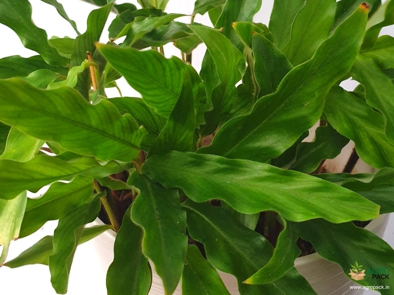 Calathea-rufibarba-Green2