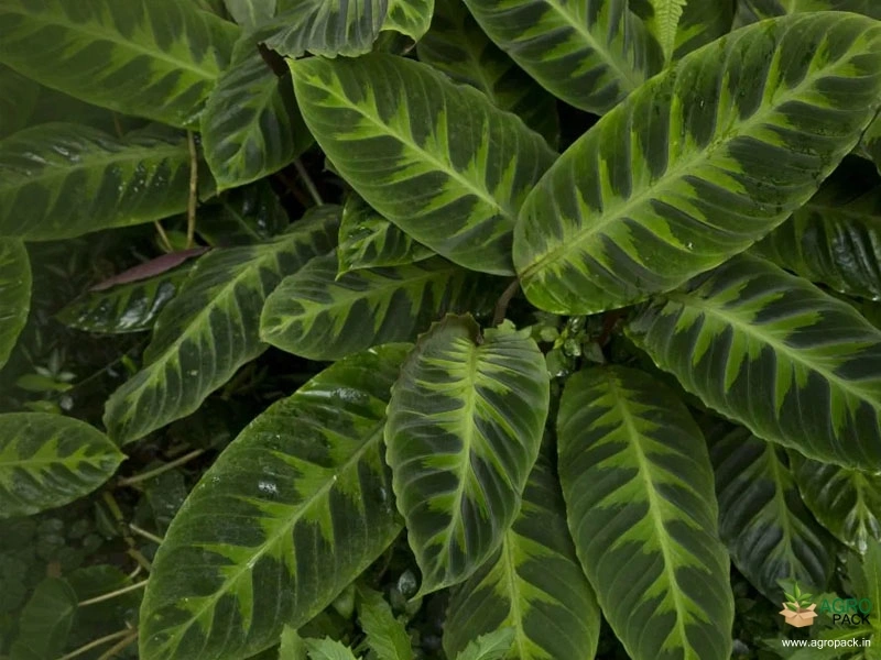 Calathea-warscewiczii1