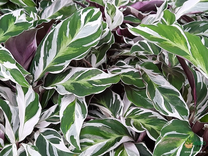Calathea-white-fusion3