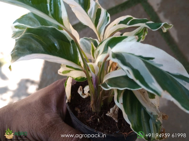 Calathea-white-fusion4