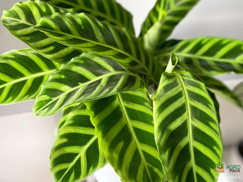 Calathea-zebrina1